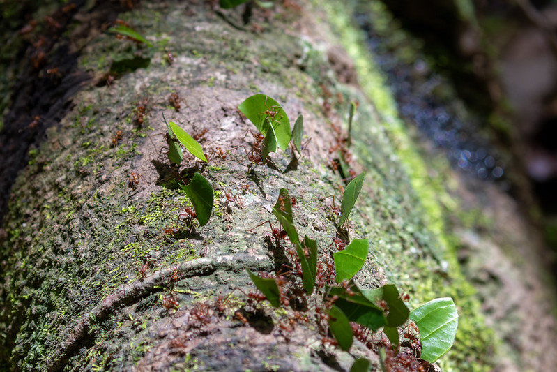 Leaf-cutter ants