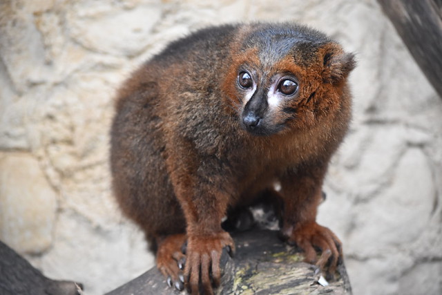 Red-bellied Lemur