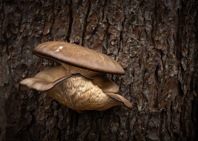 Mushrooms on a tree_