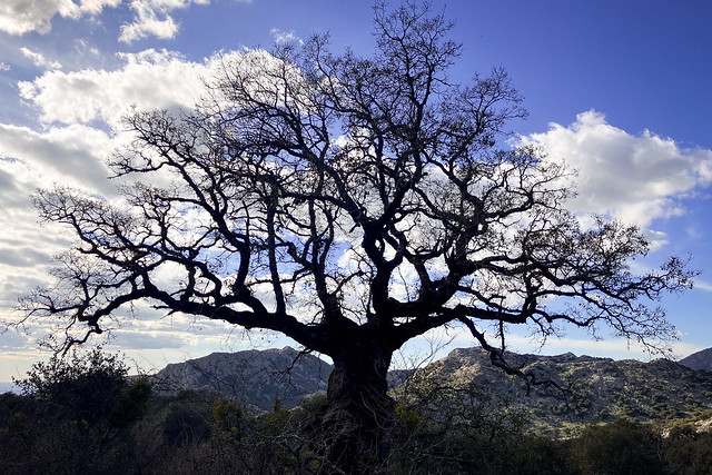 Solitary tree at El Dornajo
