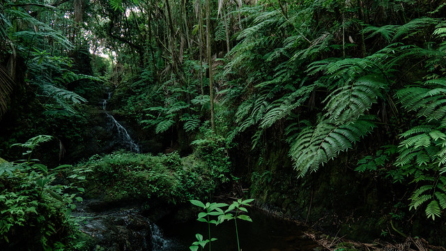 Hawaii Tropical Bioreserve