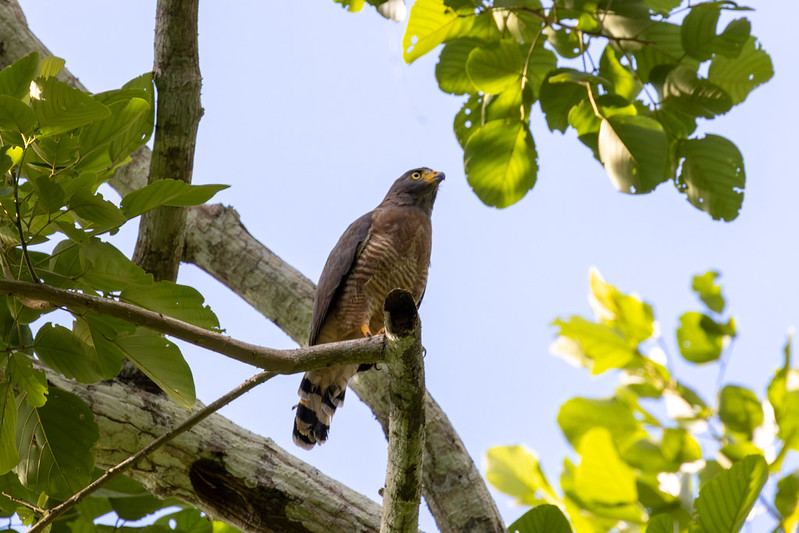 Roadside hawk definitely not near a road