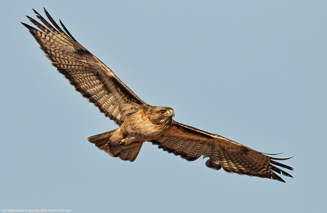 surf-shot-red-tailed-hawk-4-January-2022--_W0A1622