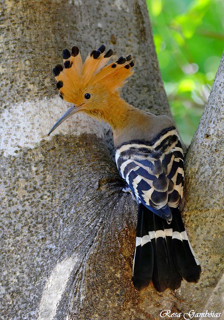 Madagascar Hoopoe (Upupa marginata)