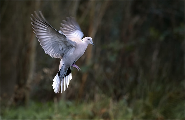 A208_Nature 4_Collared Dove