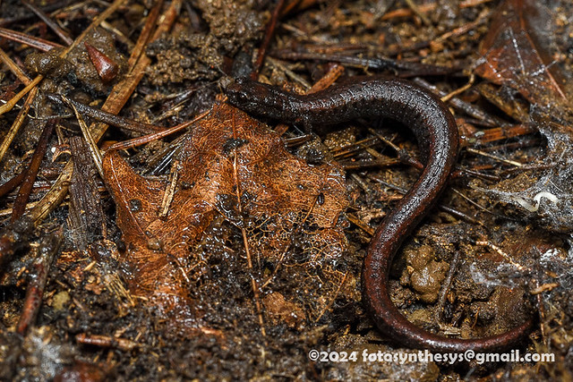 California Slender Salamander (Batrachoseps attenuatus) DSC_6274
