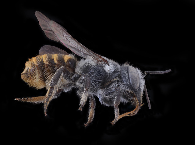 Megachile otomita, f, side, costa rica_PMax UDR 01 copy