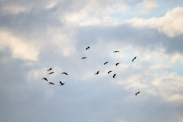 A flock of Ibis in the late afternoon sky with clouds