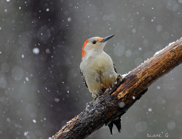 First Snow 2024. Female Red-bellied woodpecker.