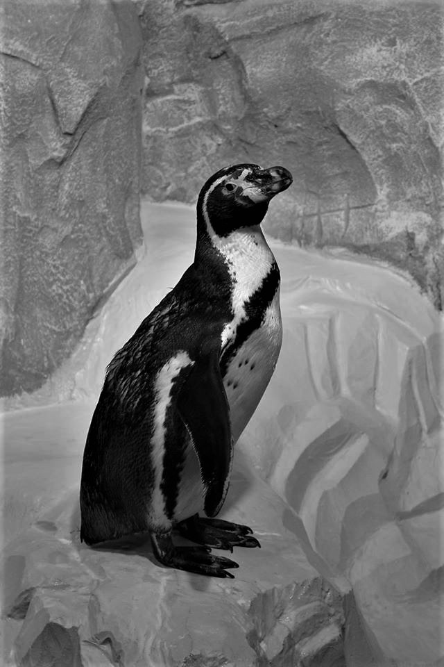 Black & White, Humboldt Penguin (Spheniscus Humboldti)