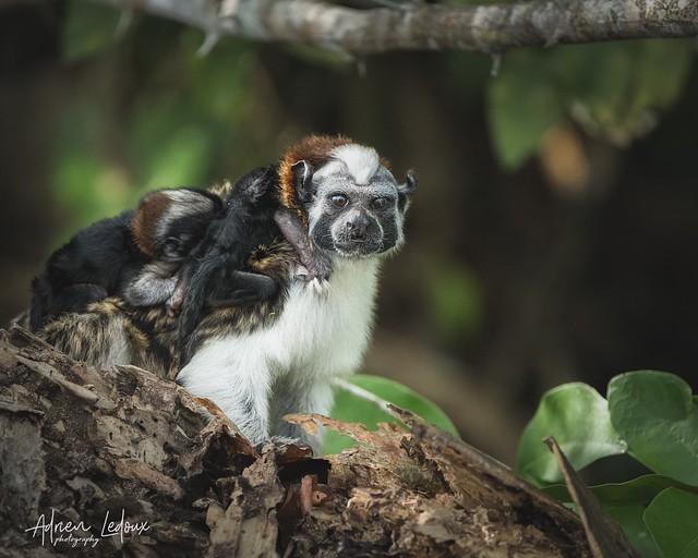 Geoffroy's tamarin monkey (2/2)