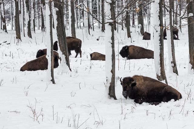 Bison Farm during Winter Snowstorm in Central Michigan