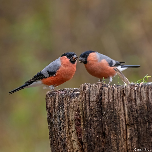 # Two Bullfinches on their lunch.....
