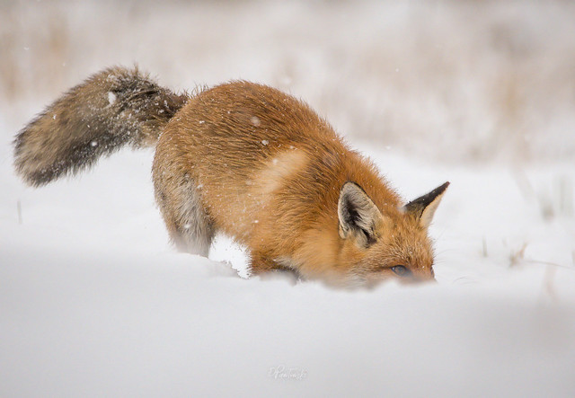Sniffing Fox in snow