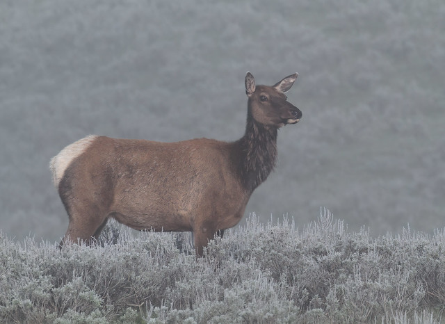 Cow Elk in Light Fog
