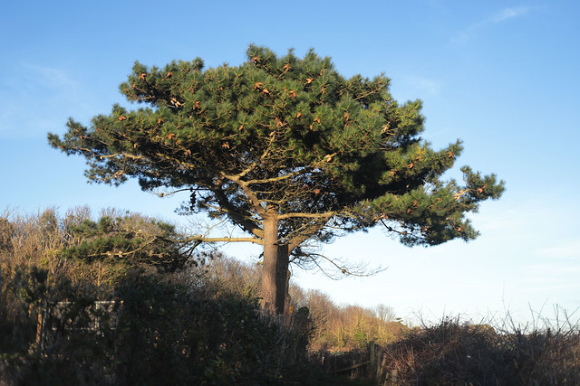 RHT |  Pine tree at Cliff End