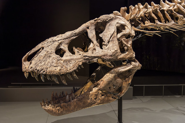 Tyrannosaurus rex || Naturalis Biodiversity Center