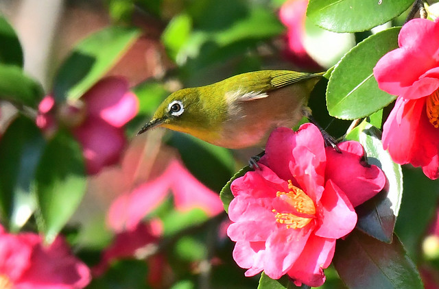 A Japanese white-eye (Zosterops japonicus) on a Camellia sasanqua flower