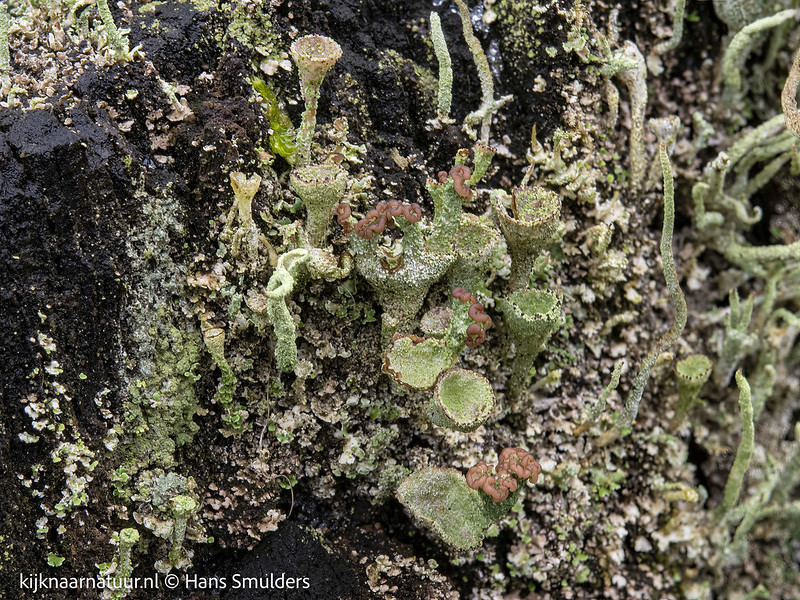 Bruin bekermos (Cladonia grayi)-450_3168-bewerkt