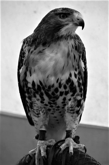 Black & White, Red Tailed Hawk - Chickenhawk - Red Tail (Buteo Jamaicensis)