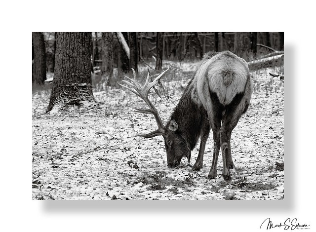 Lone Elk at Lone Elk Park - 01-14-24 copy