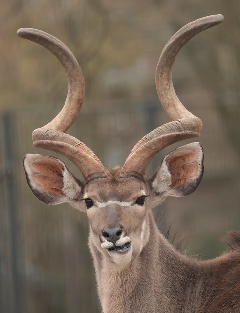 greater kudu Artis ED8A2448