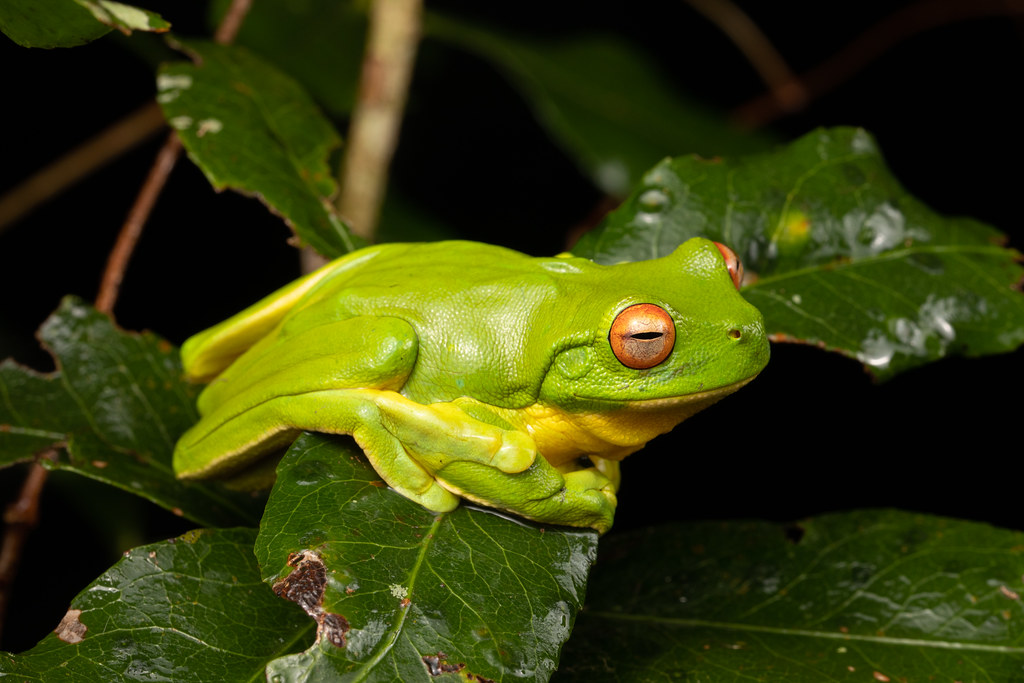 Red-eyed Tree-Frog (Litoria chloris)