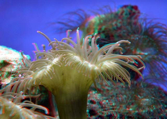 Anemone Oceanium Blijdorp Zoo 3D