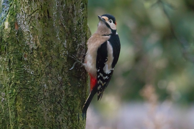 Through window picture from Great Spotted Woodpecker, Holland.