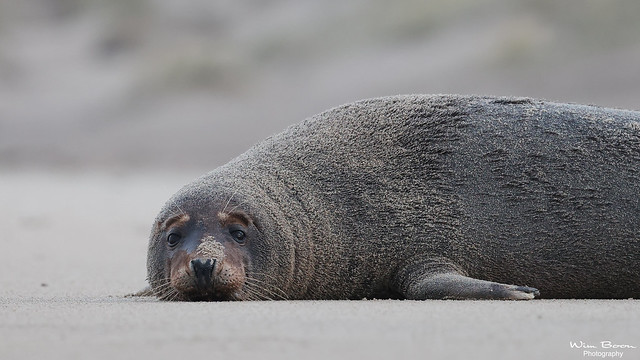 Blue Monday - Grey Seal