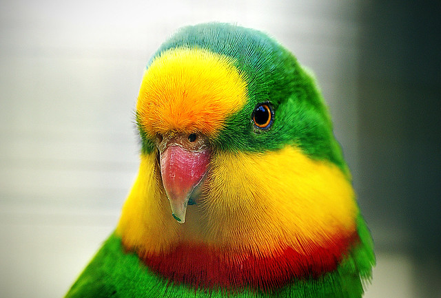 The Superb Parrot.