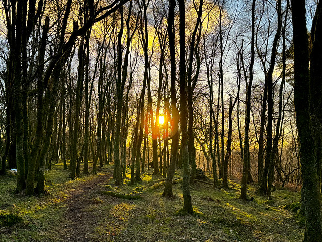 Sunset and woods