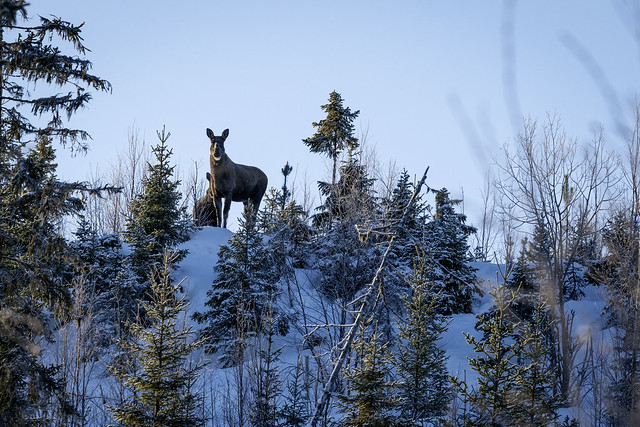 Älg på vakt/ Moose on the ridge