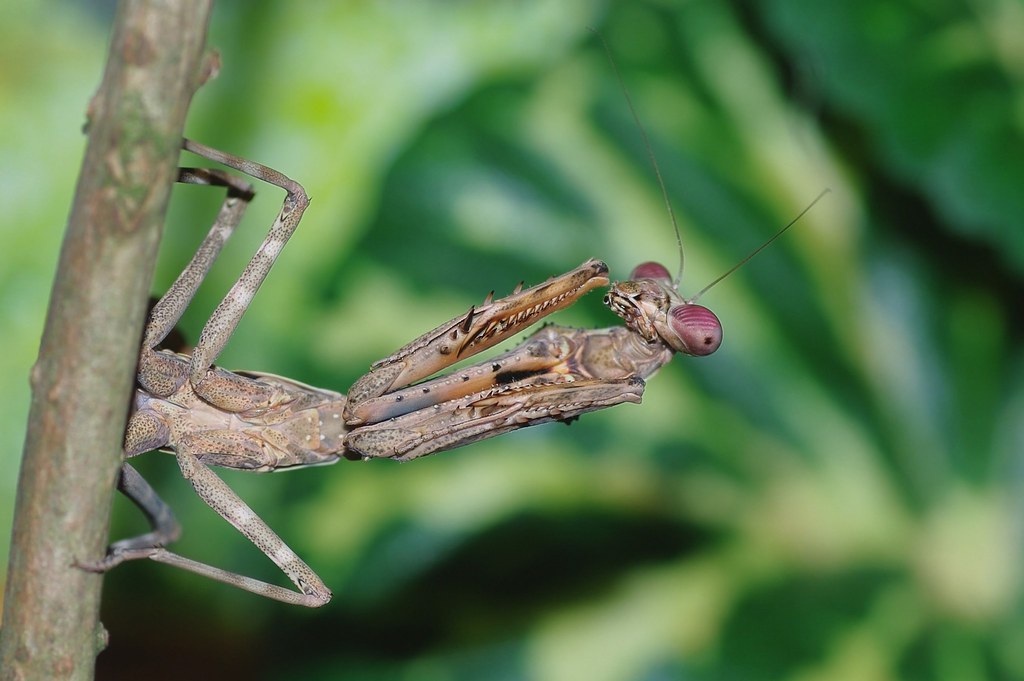 African Banded Mantis - Parasphendale affinis