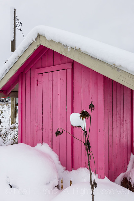 Pink Shed after a Winter Snowstorm in Central Michigan