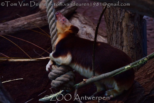 Goodfellowboomkangoeroe - Dendrolagus goodfellowi - Goodfellow's tree-kangaroo