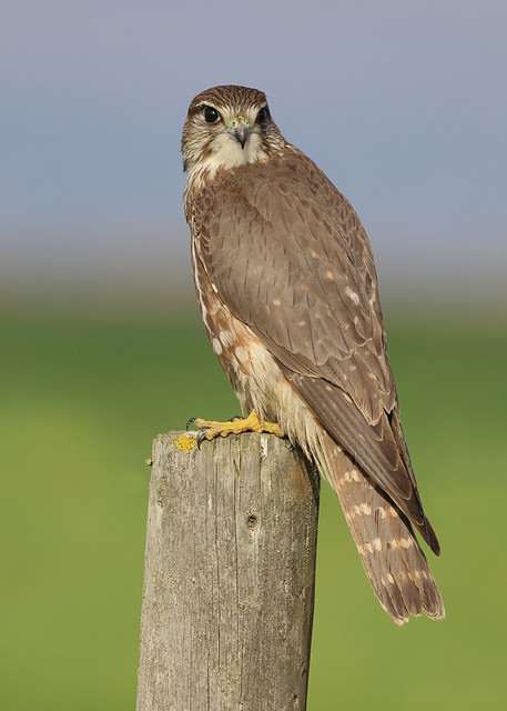 Esmerilhão - Falco columbarius - Merlin