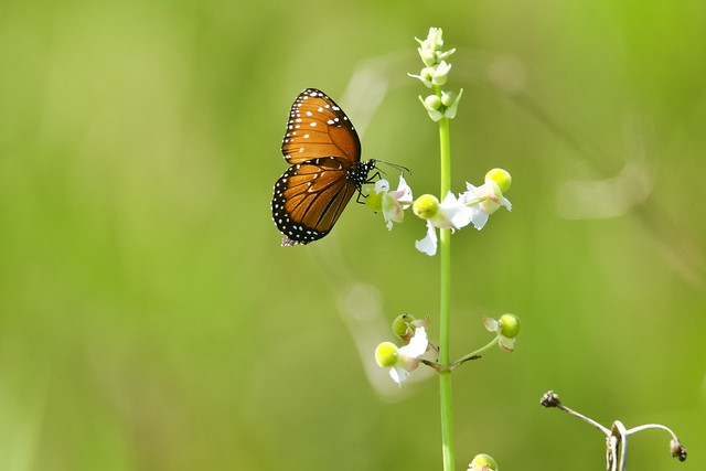 Queen Butterfly gettihg nectar