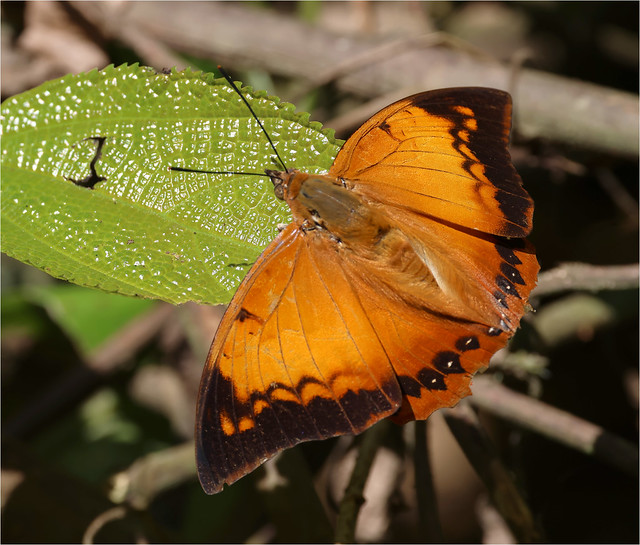 Tawny Rajah - Charaxes bernardus - Brush-footed Butterfly