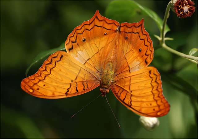 Malay Cruiser Butterfly  - Vindula dejone