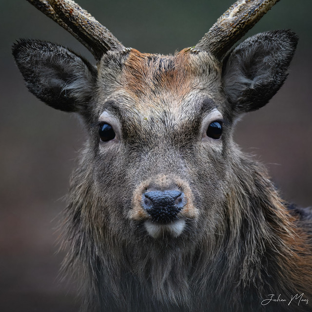 Sika deer (stag) portrait