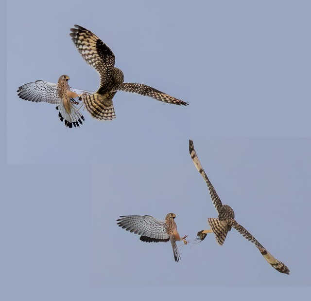 Kestrel trying to steal Vole