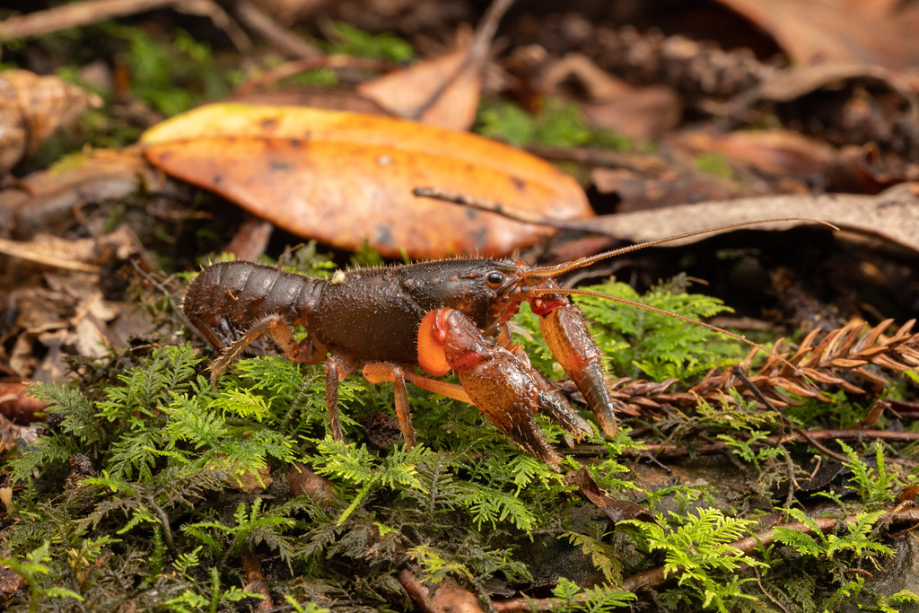Jagara Hairy Crayfish (Euastacus jagara)