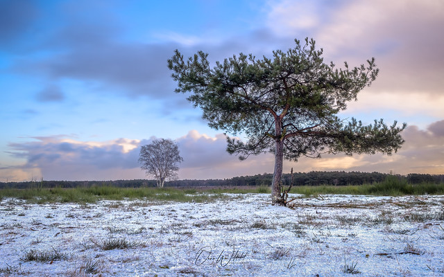 Winter Serenity in ´t Gooi, Netherlands: