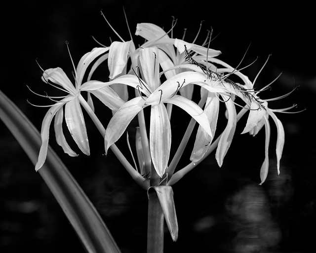 Swamp lily #3