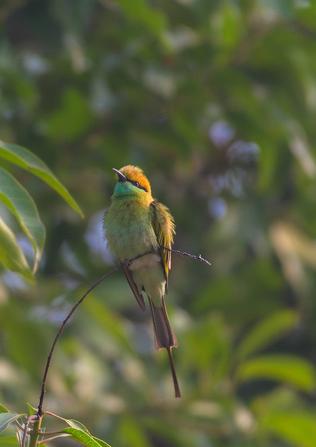 Emerald Acrobat: Witnessing the Grace of the Asian Green Bee-eater