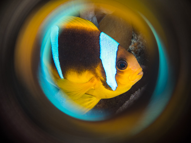 Anemone Fish In Sight