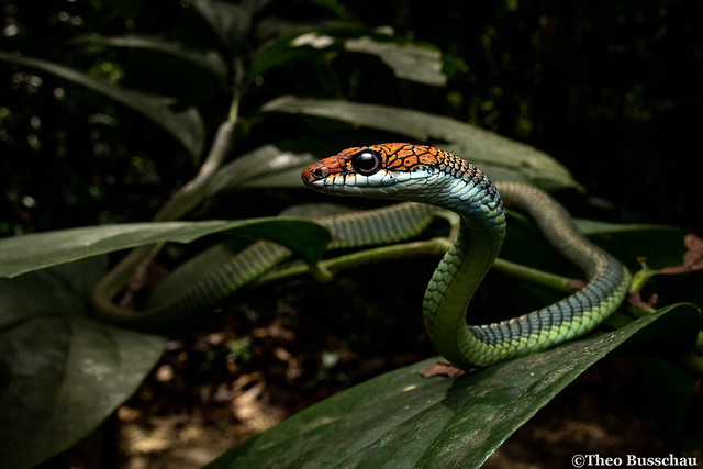 Chrysopelea paradisi - Paradise flying snake