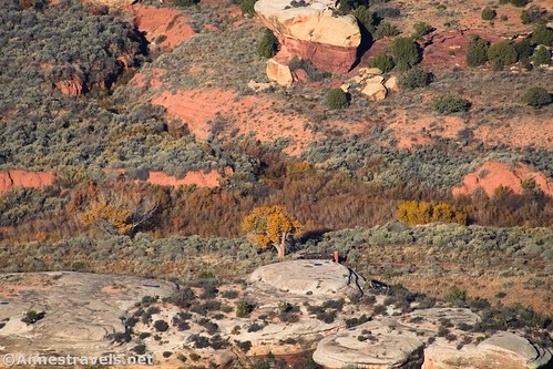 Closer-up of Kirk Cabin and its lone cottonwood from Cathedral Point on the Big Pocket Overlook Road, Needles District of Canyonlands National Park and Bear Ears National Monument, Utah