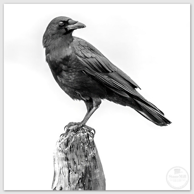 Black and White Crow